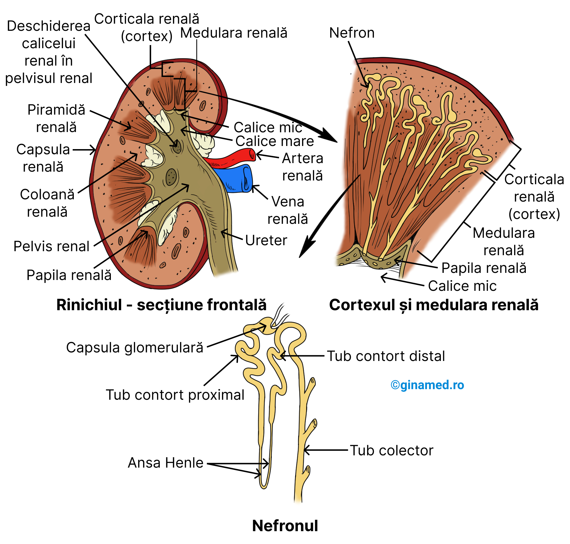 Structura rinichiului și a componentelor sale.