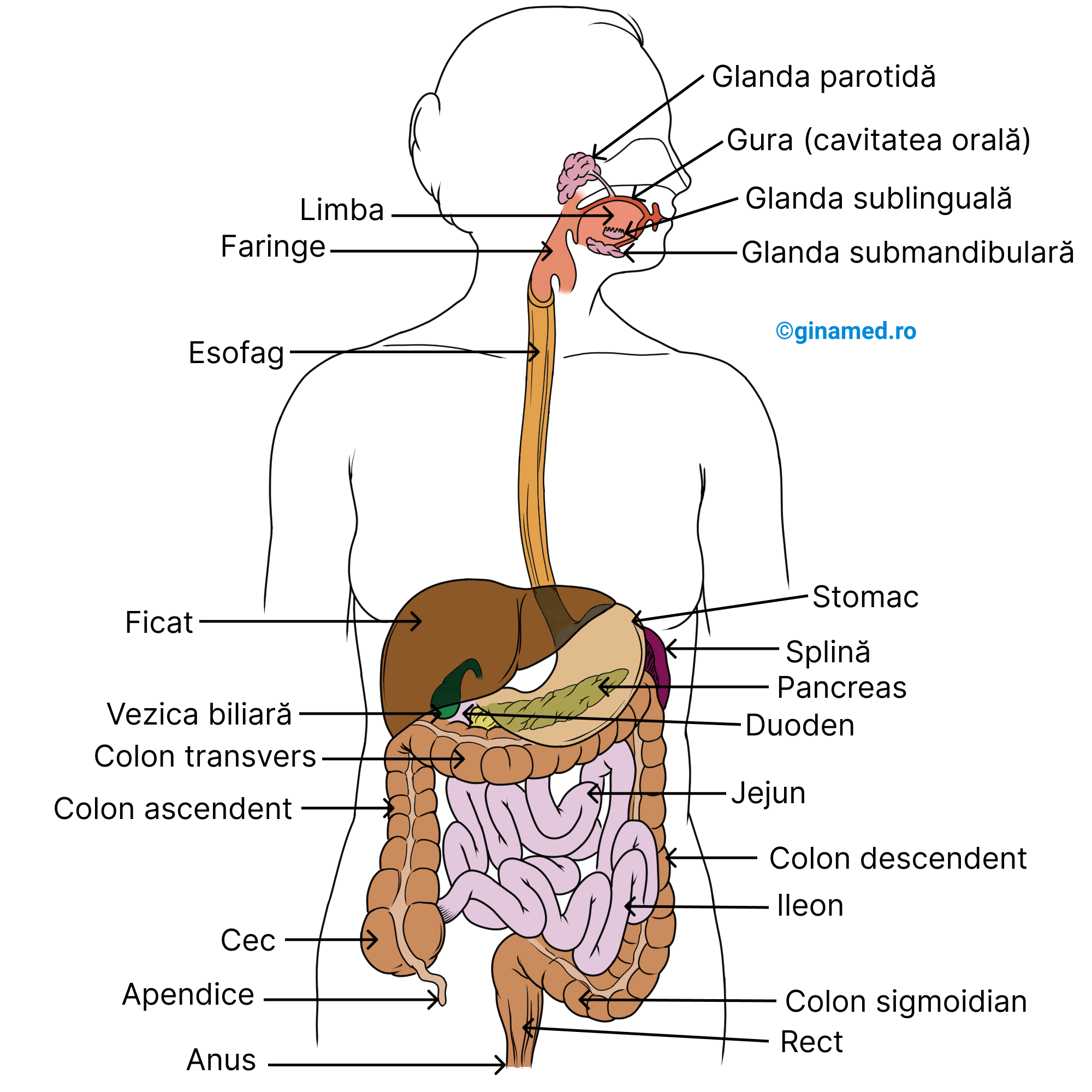 Organele și structura sistemului digestiv - vedere anterioară.