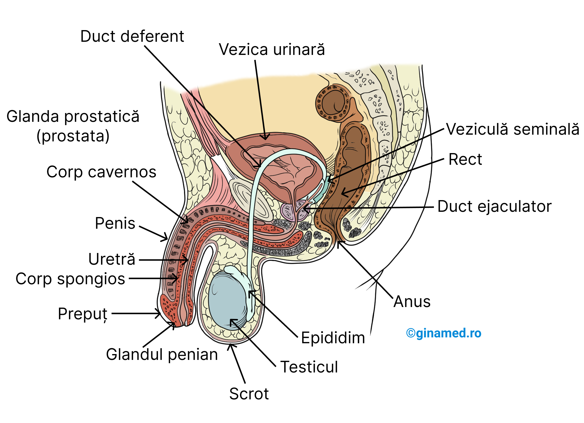 Sistemul reproducător masculin - vedere lateral stânga în secțiune sagitală.