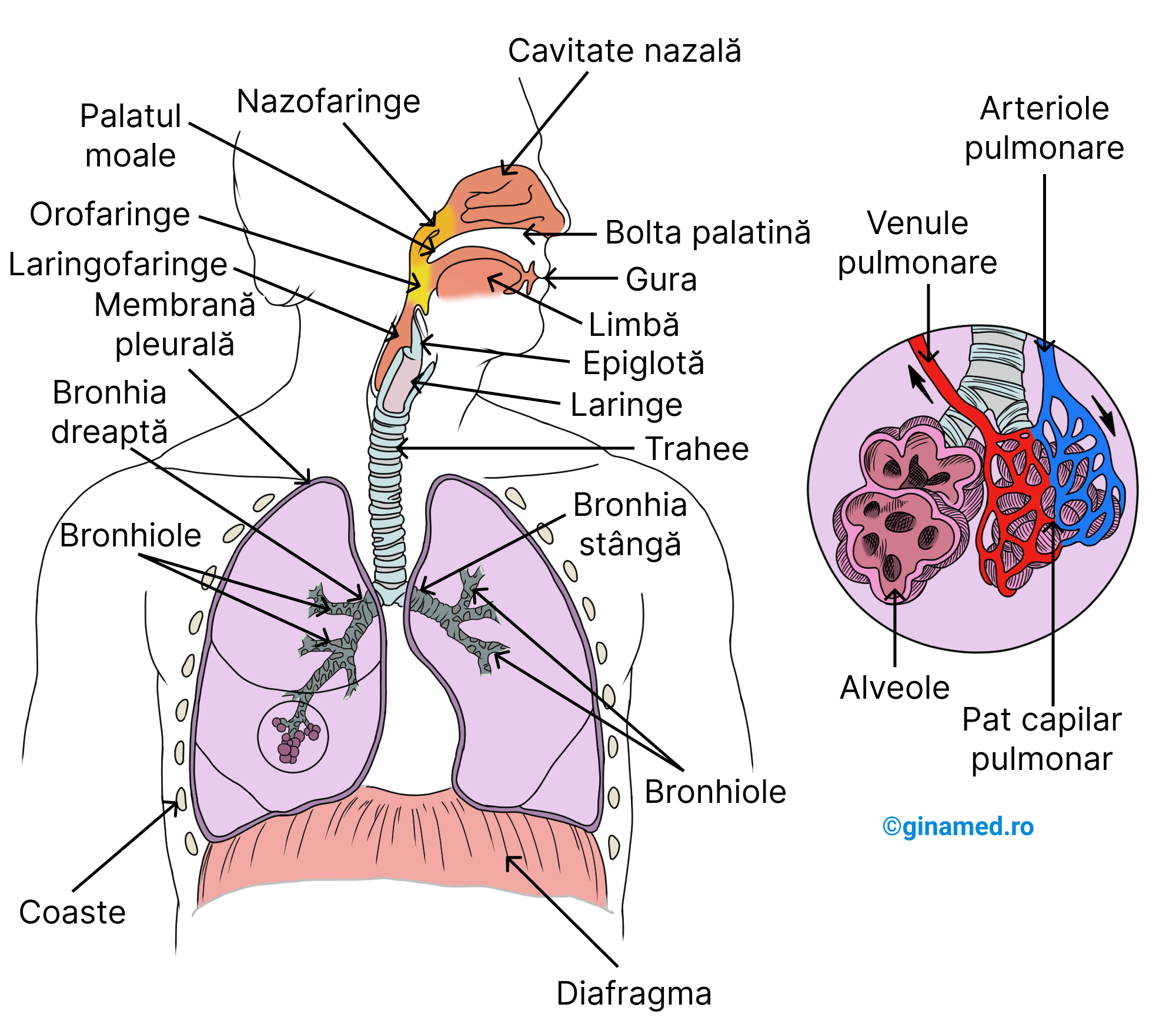 Organele și structurile sistemului respirator uman.