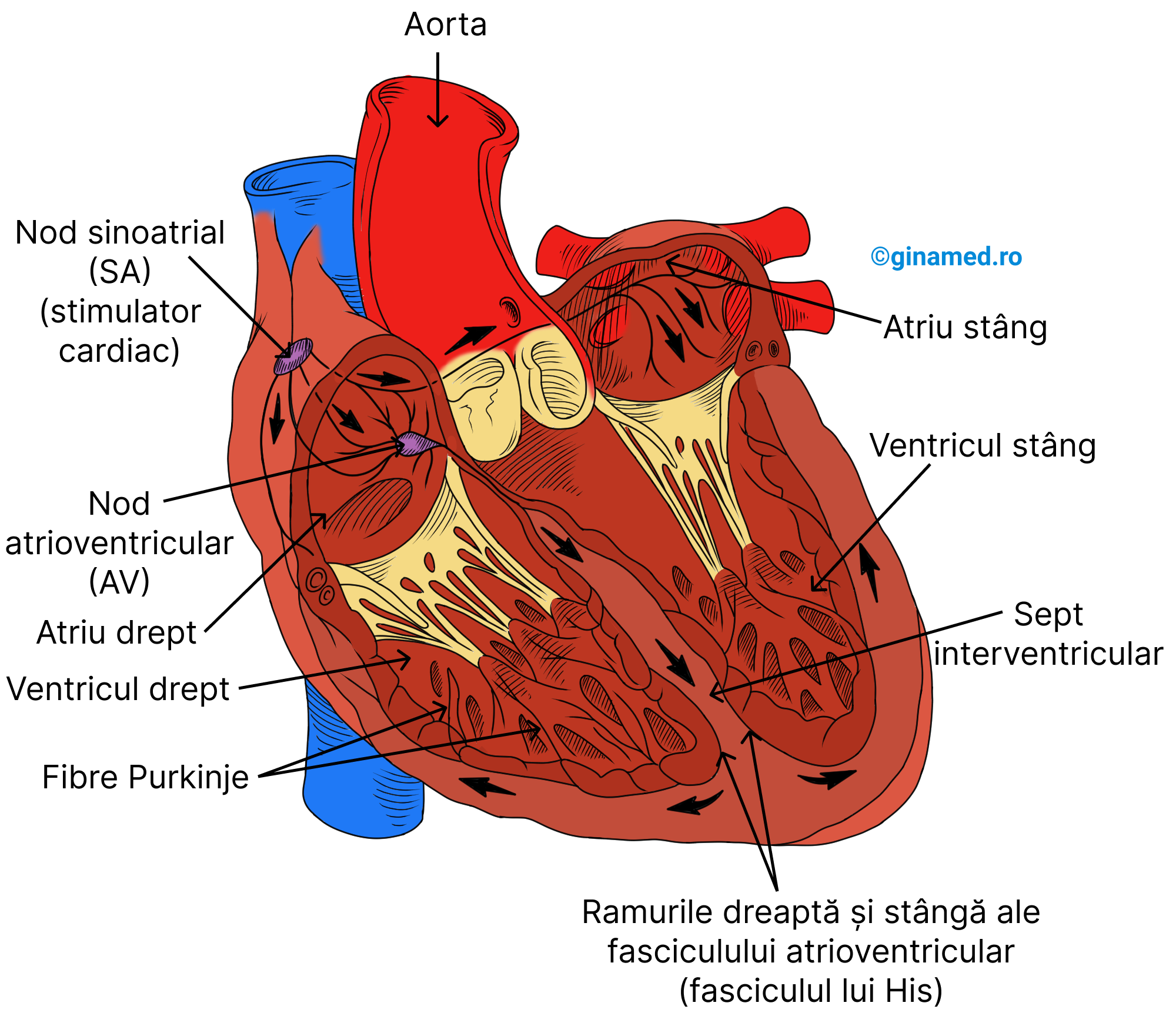 Sistemul excitoconductor al inimii.
