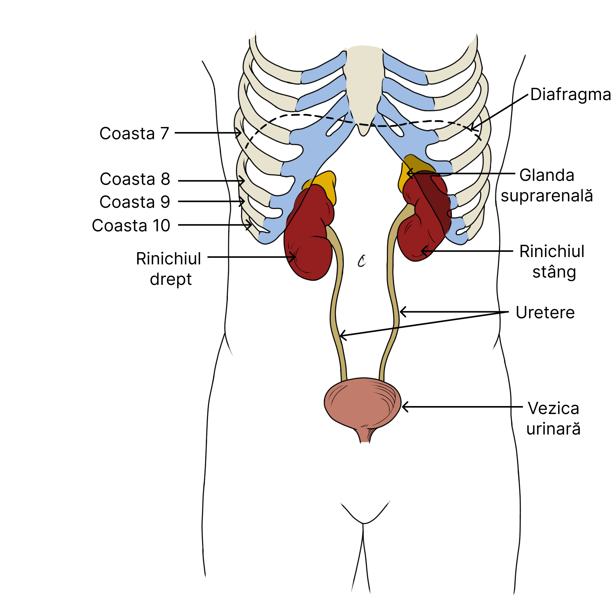 Reprezentarea sistemului urinar în corp.