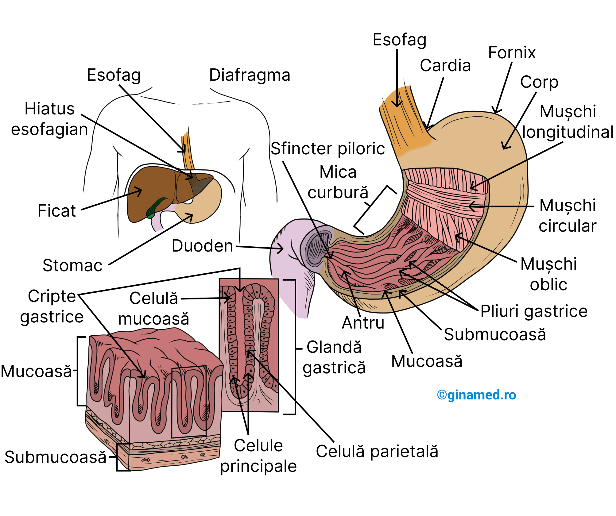 Stomacul - dispunerea sa anatomică, detalii structurale ale straturilor musculare și peretelui gastric.