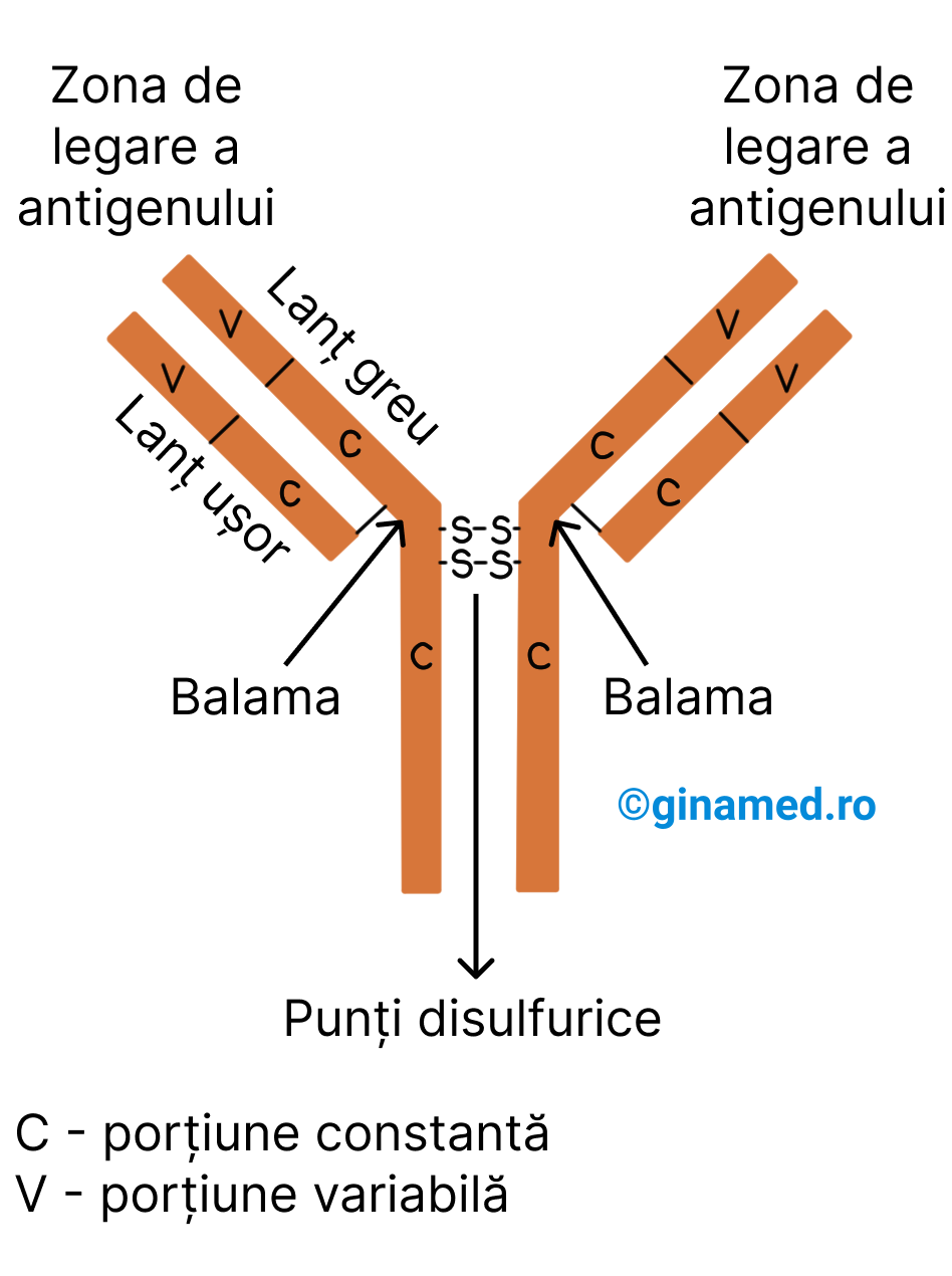 Structura moleculei de anticorp.