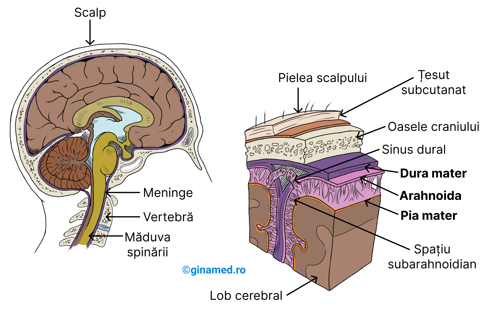 Relații stabilite între encefal, măduva spinării și oasele din jurul lor (în stânga). Cele 3 membrane ale meningelui (în dreapta).