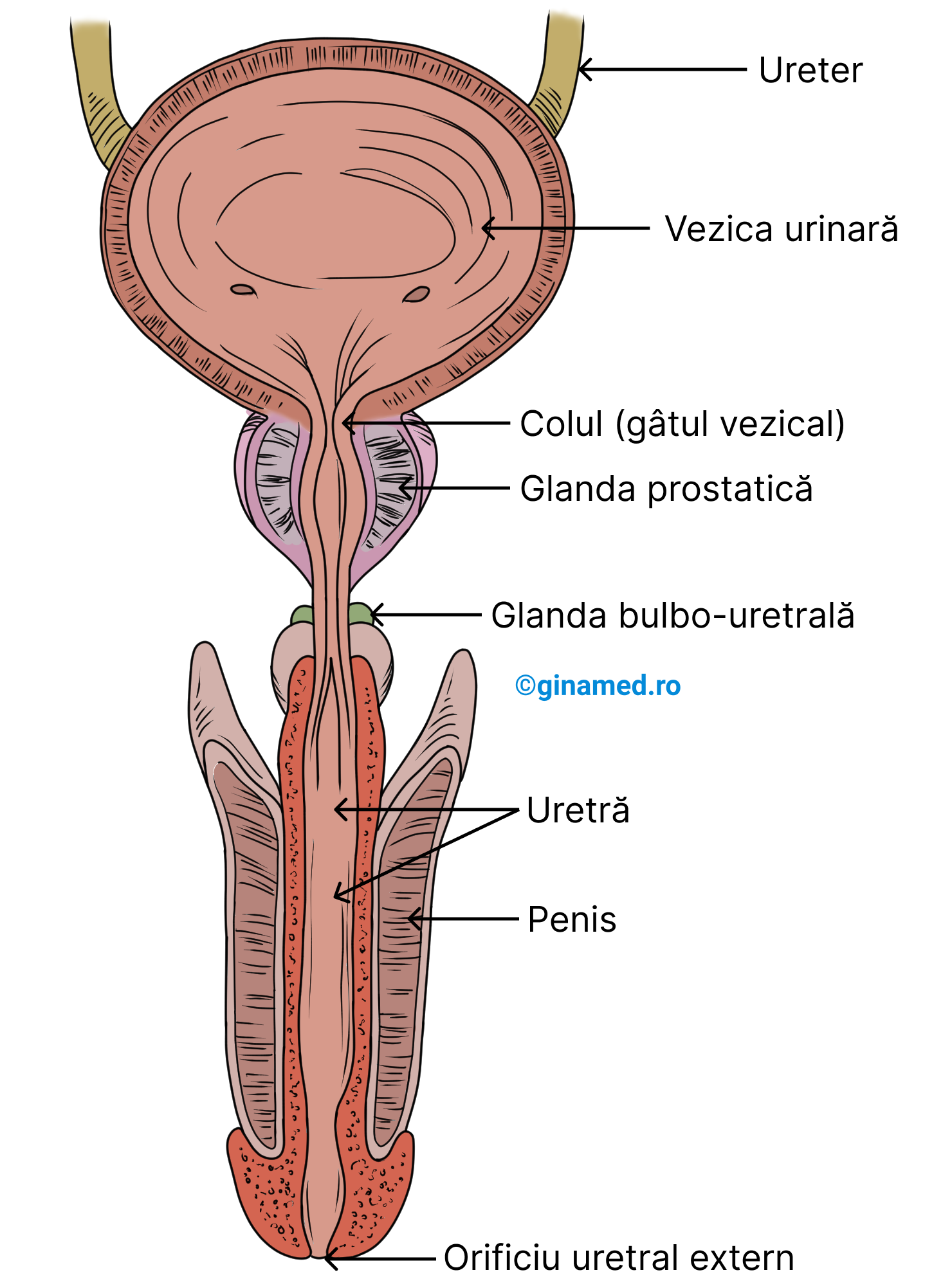 Structurile anexe ale aparatului urinar masculin (prostata și glandele bulbouretrale sunt parte din sistemul reproducător).