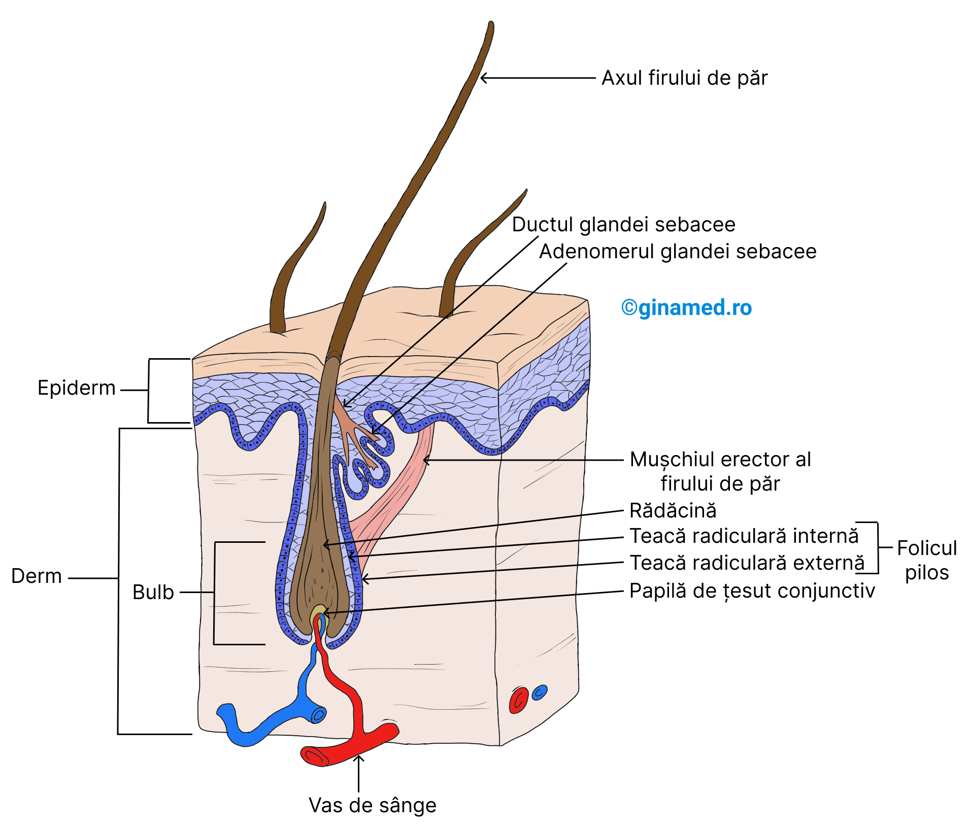 Firul de păr și structurile sale asociate. Completare: <b>Adenomerul glandei sebacee</b> este unitatea secretorie a glandei sebacee alcătuită din celule cu funcție secretorie.
