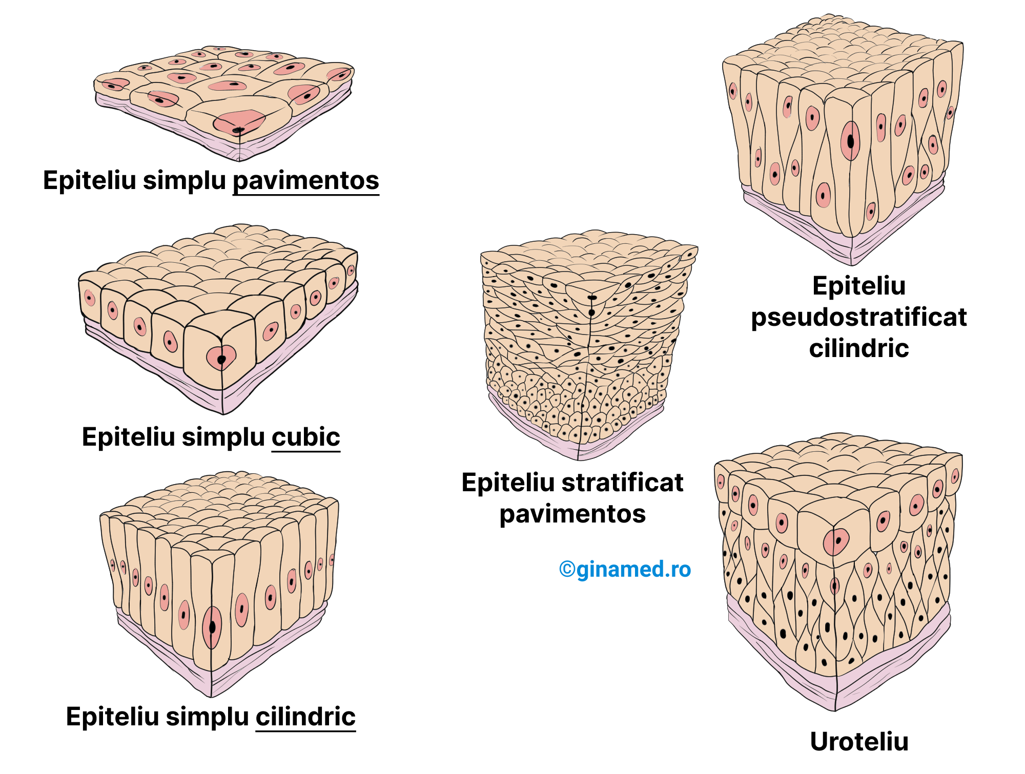 Tipuri de țesuturi epiteliale.