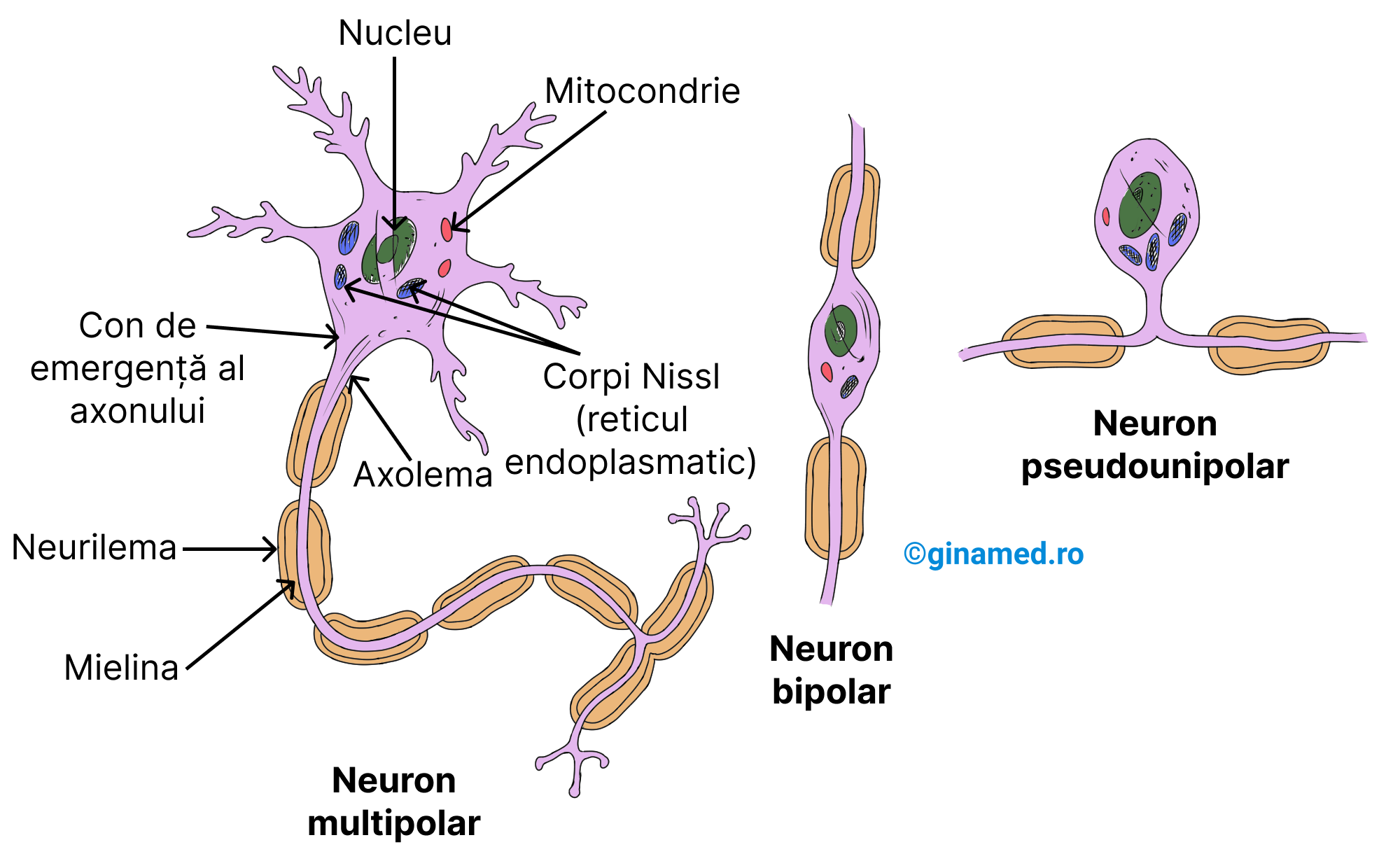 Tipuri de neuroni și structura unui neuron.