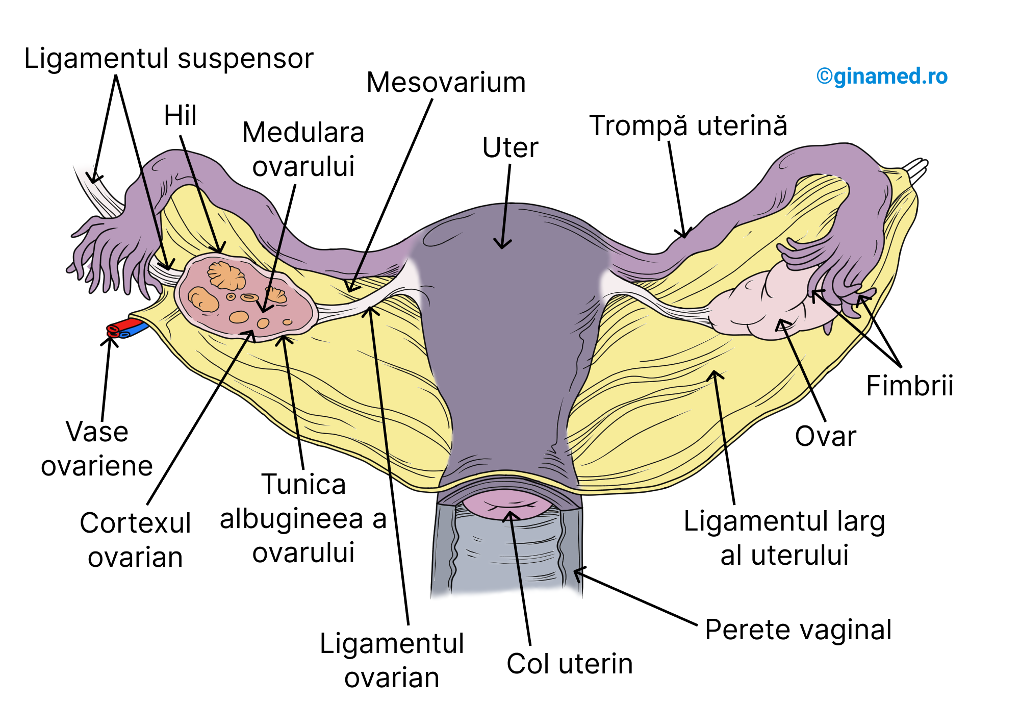 Tractul genital feminin privit din plan frontal. Vaginul a fost secționat pentru observarea colului uterin.