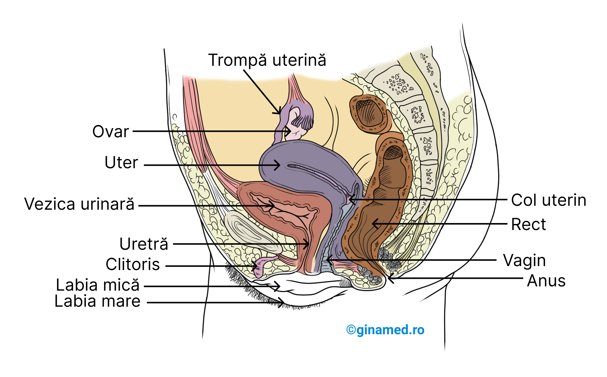 Cele mai importante structuri ale tractului genital feminin si organele din apropierea acestora –  vedere lateral stânga, secțiune sagitală.