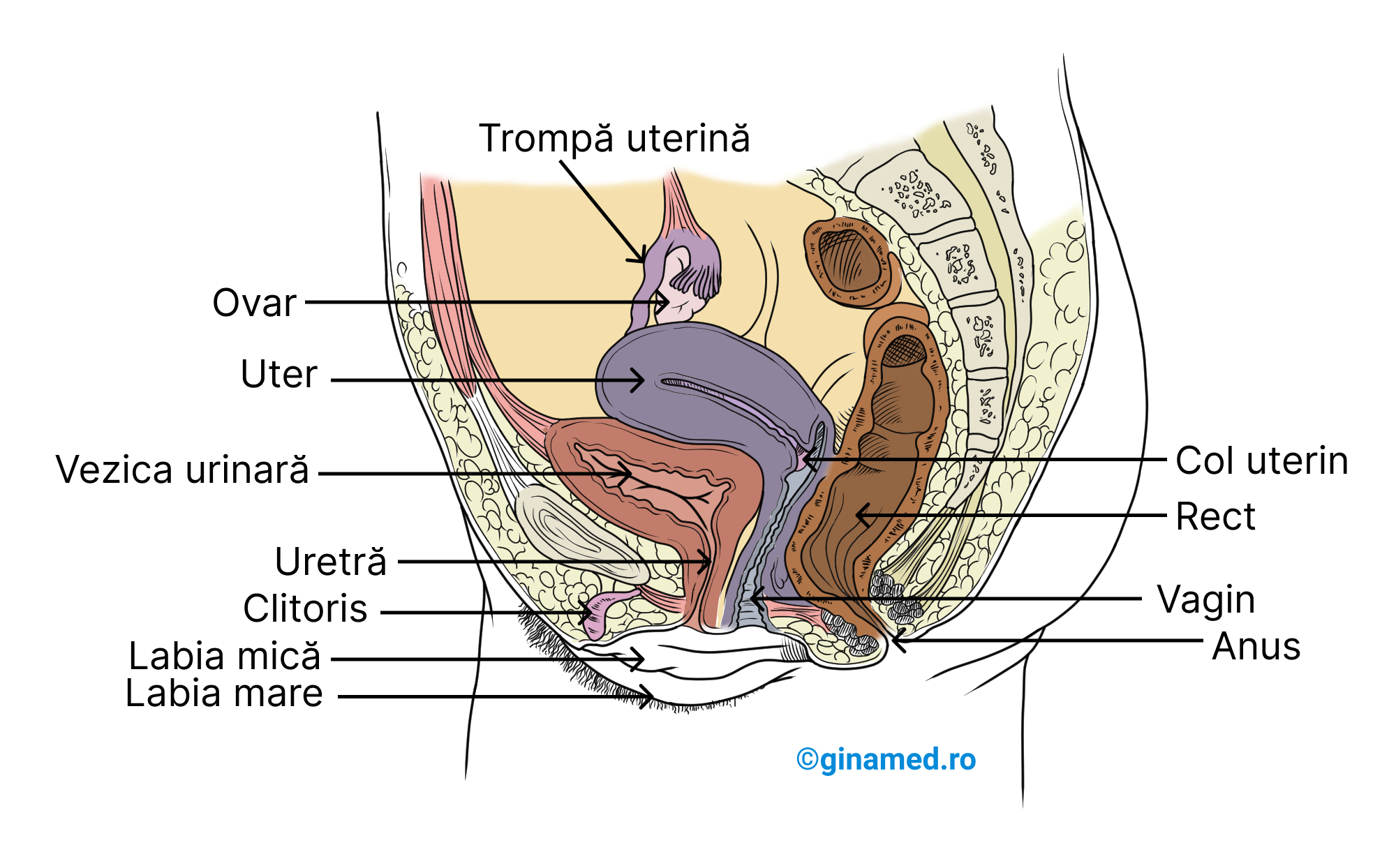 Sistemul Reproduc tor Feminin Biologie Barron s GinaMed