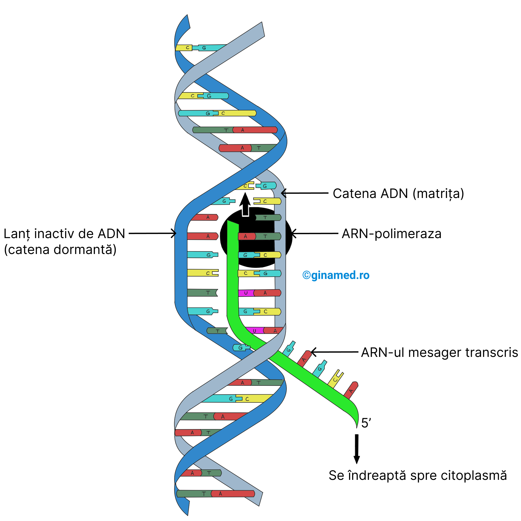 Procesul de transcripție din cursul sintezei proteice.