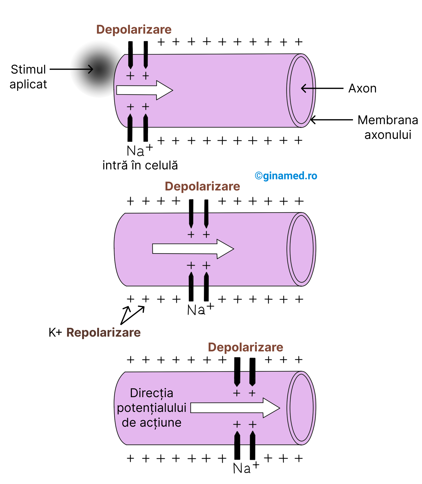 Transmiterea potențialului de acțiune la nivelul unei celule nervoase.&nbsp;În primul exemplu aplicarea unui stimul la nivelul membranei axonului și astfel ionii de sodiu pătrund în celulă. Membrana își pierde polaritatea (se depolarizează) și generează astfel un potențial de acțiune. În al doilea exemplu, membrana adiacentă (din apropiere) este depolarizată, iar potențialul de acțiune se propagă ("călătorește"), iar între timp, zona inițială se repolarizează prin acumulare de ioni de potasiu în exteriorul celulei și este pregătită pentru un nou impuls. În al treilea exemplu se remarcă direcția de propagare a potențialului de acțiune de-a lungul axonului odată cu depolarizarea zonelor succesive ale membranei.