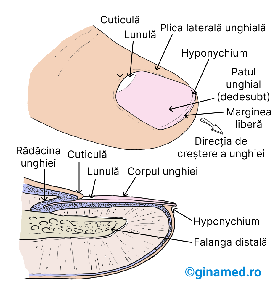 Unghia unui deget și structurile asociate acesteia.