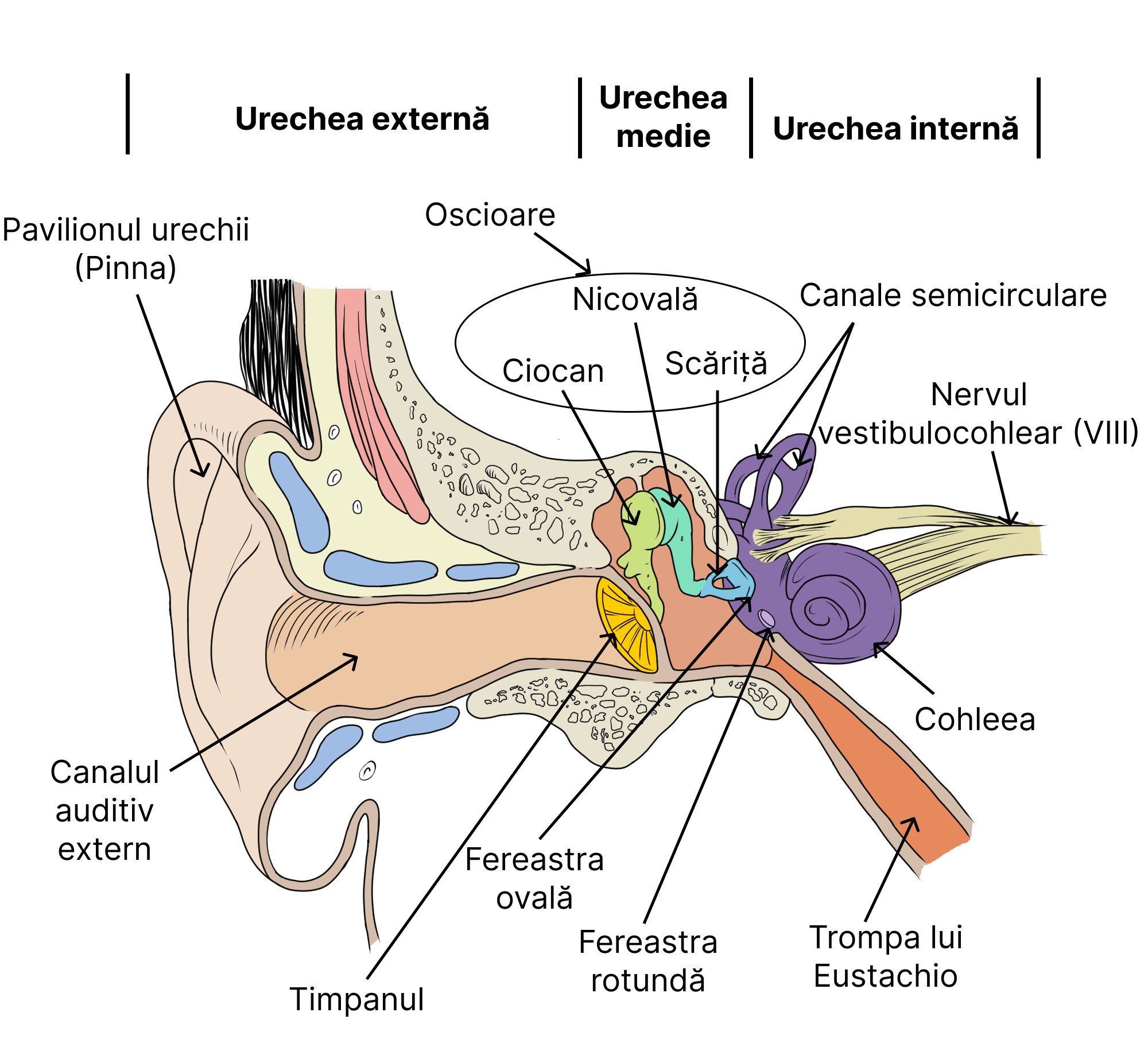 Structurile anatomice ale urechii.