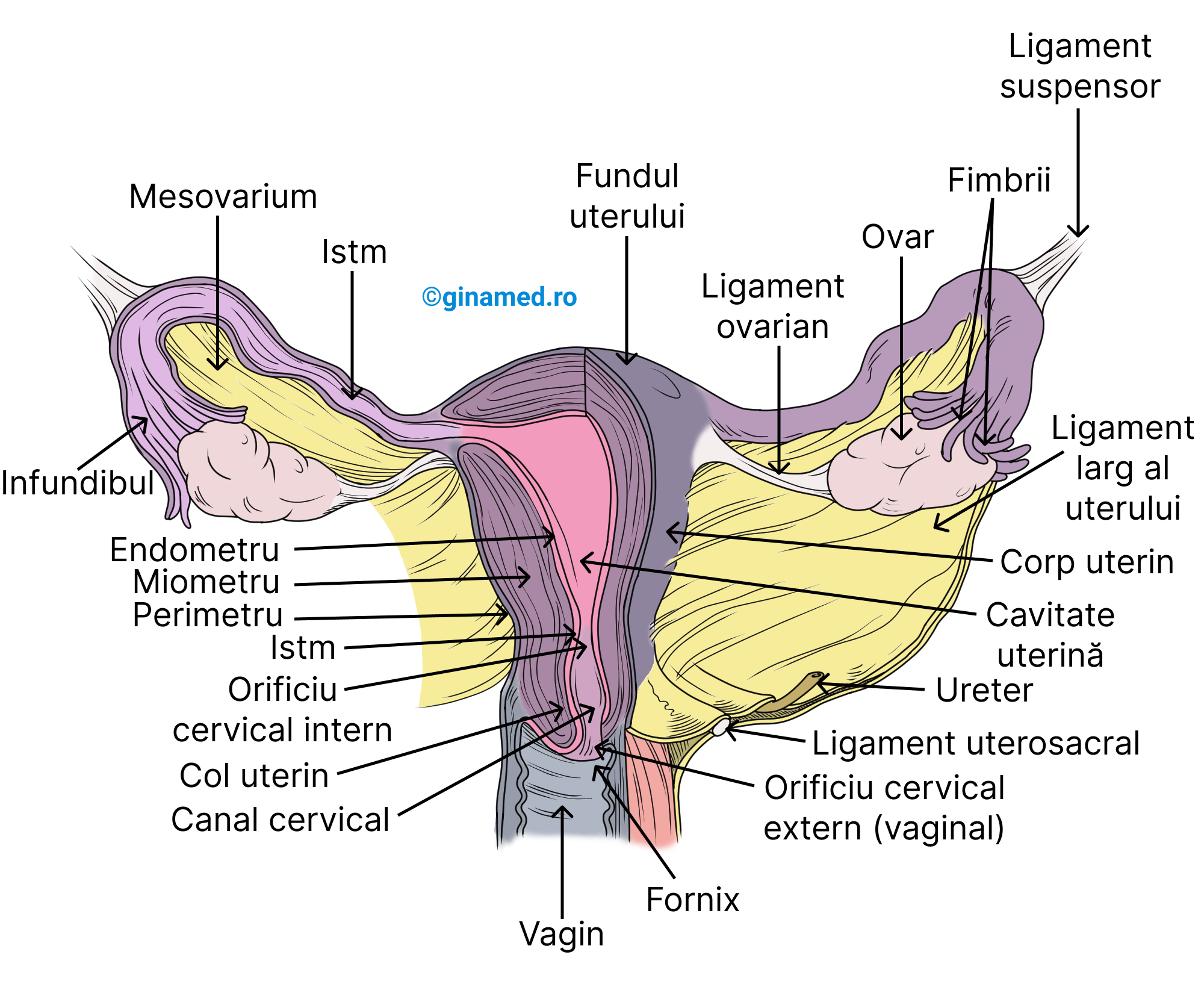 Uterul și trompele uterine - vedere în plan frontal.