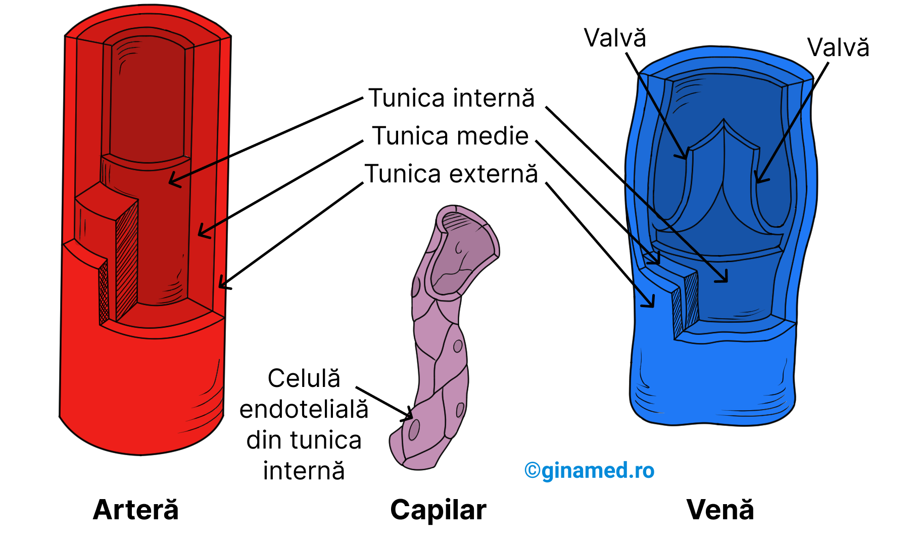 Comparație structurală a vaselor de sânge: arteră, capilar, venă.