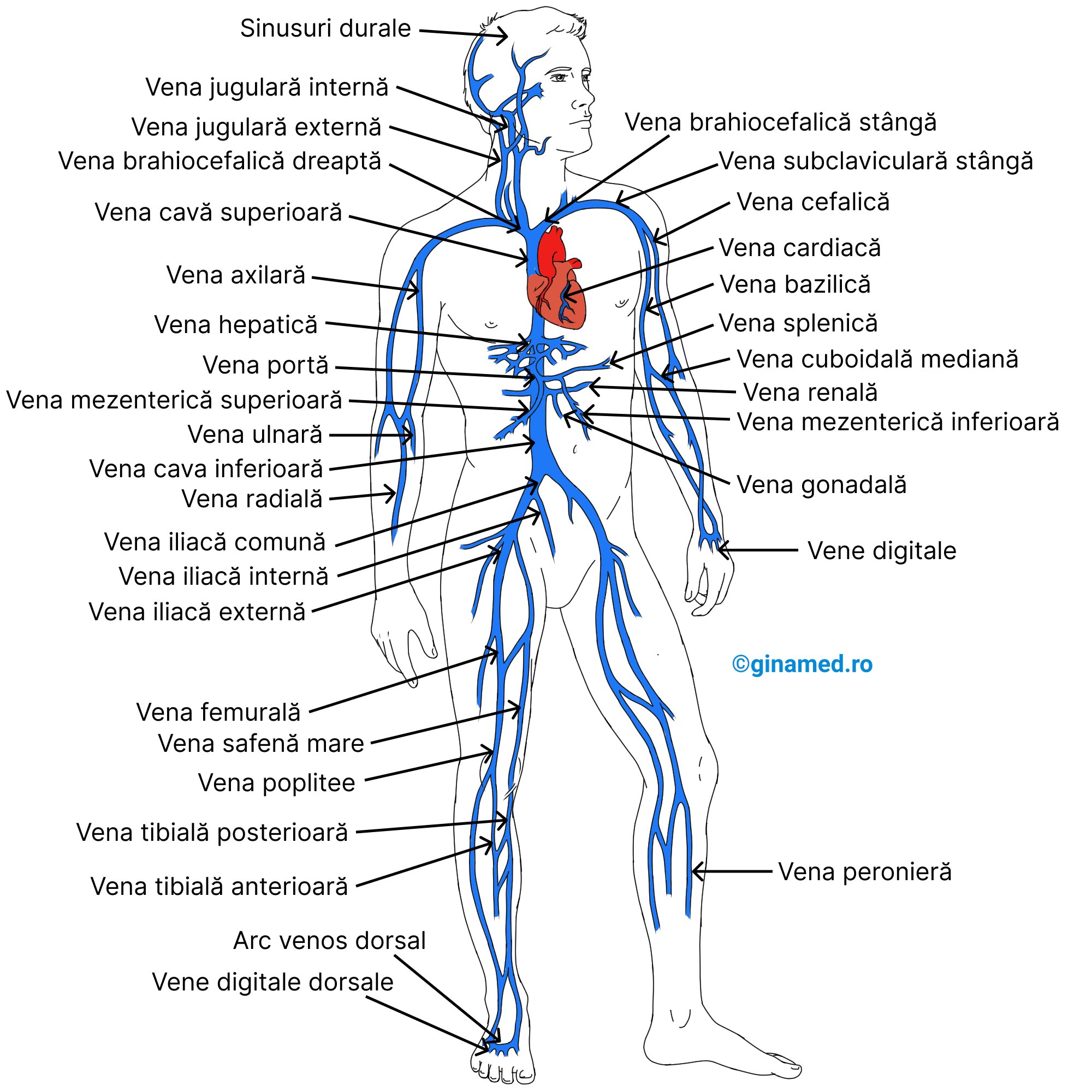 Principalele vene ale organismului, cu excepția venelor pulmonare.