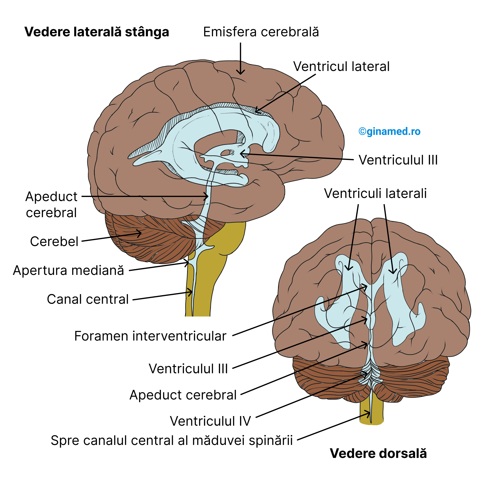Ventriculii cerebrali.