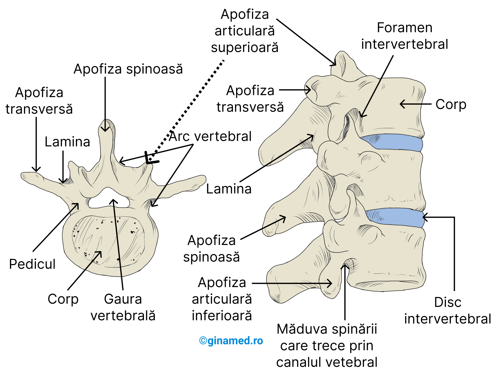 Imaginea din stânga - o vertebră tipică privită de sus. Imaginea din dreapta - vedere laterală a 3 vertebre și structurile asociate.