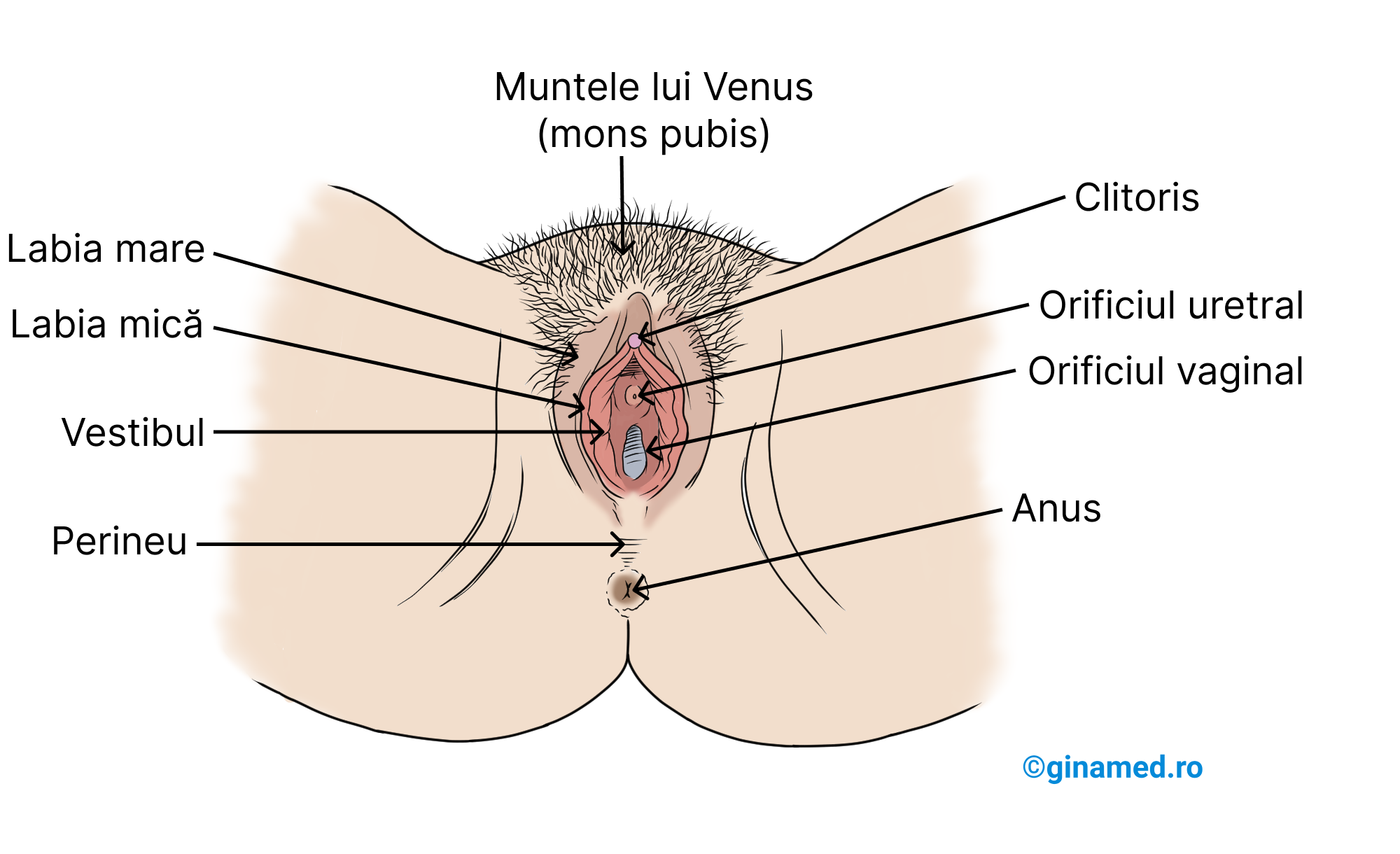 Vulva sau organele genitale externe ale aparatului reproducător feminin.
