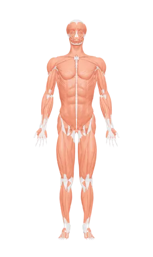 Sistem muscular